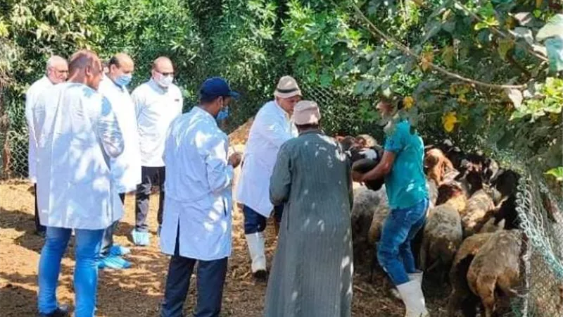 تحصين 4117 رأس أغنام ضد مرض الطاعون بالشرقية