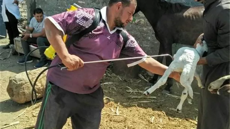 جامعة الزقازيق توجه قافلة بيطرية لقرية عزبة عارف مركز أبوكبير