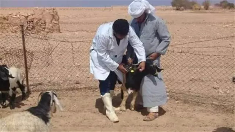 استمرار الحملة القومية للتحصين ضد طاعون المجترات الصغيرة بمطروح..صور