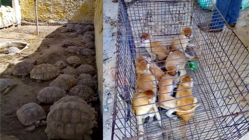 البيئة تنظم حملة مكبرة على المزارع بطريق القاهرة الاسكندرية الصحراوى