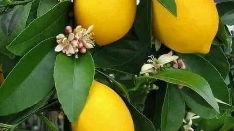 فيديو.. فريق من «زراعة» جامعة السادات ينجح في إنقاذ زراعات الليمون بالبحيرة من فطر التصمغ