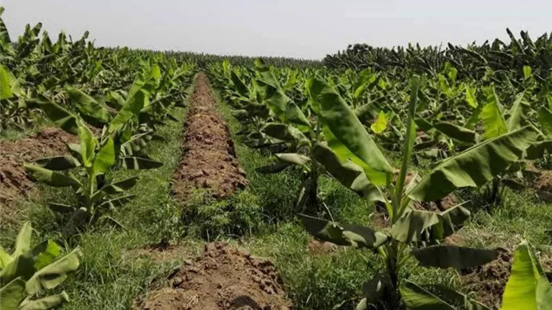 فيديو.. خبير زراعي: استنباط سلالة عملاقة من الموز في مصر بإنتاجية 40 طن للفدان