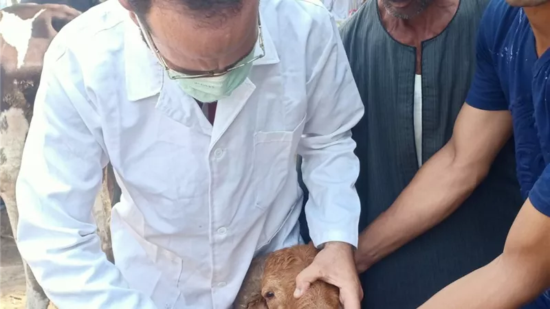 الزراعة: الخدمات البيطرية تفحص وتعالج أكثر من 17 ألف راس ماشية