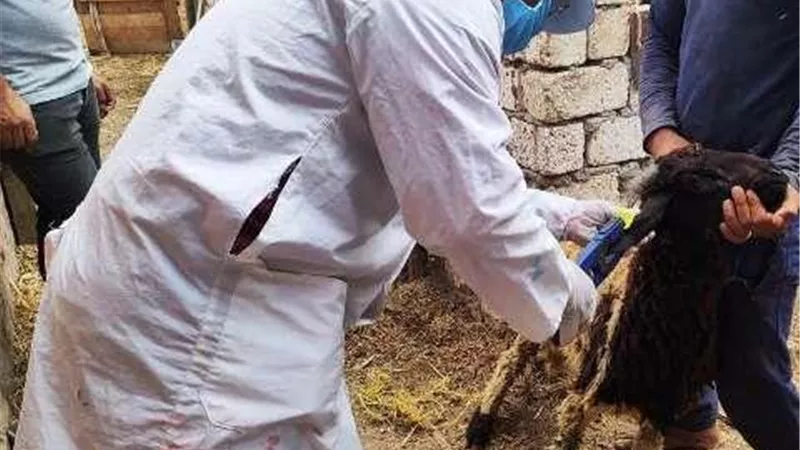 بيطري الشرقية يُحصن 53 ألفا و222 رأس أغنام ضد مرض طاعون المجترات الصغيرة