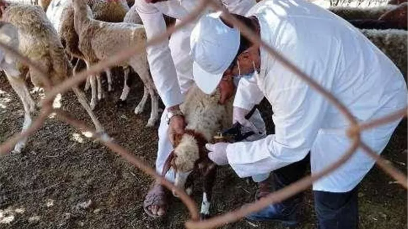 تحصين 53 ألف رأس من الأغنام ضد مرض الطاعون بالشرقية