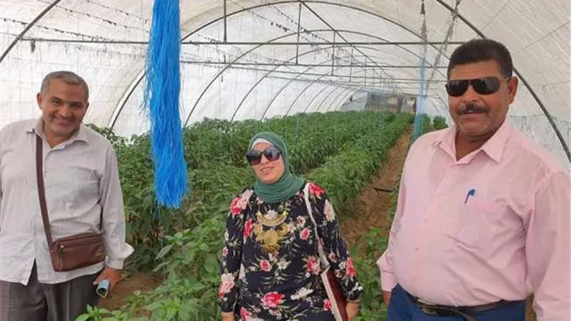 الزراعة تعاين مشاكل محصول الفلفل بالإسماعيلية ..صور