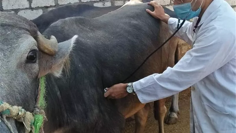 جامعة الزقازيق توجه قافلة بيطرية لقرية الطيبة بالشرقية