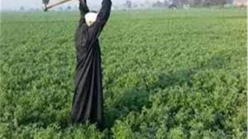 موال - 