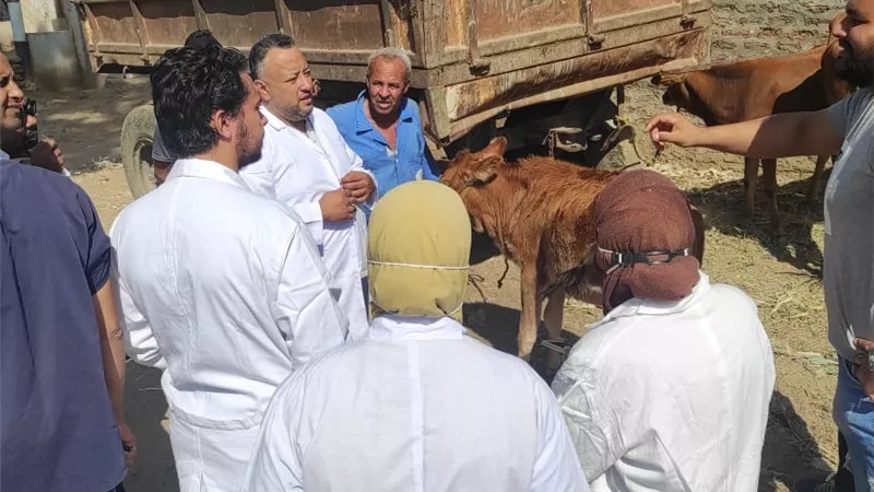 مناظرة ٣٢٠ رأس ماشية فى قافلة بيطرية مجانية بقرية جزيرة دندرة ضمن حياة كربمة