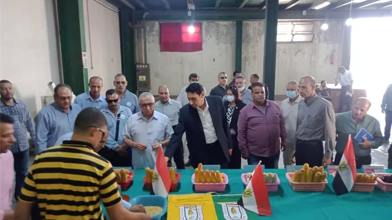 مدير معهد القطن بكفرالشيخ: التوسع في زراعة جيزة 97 العام القادم