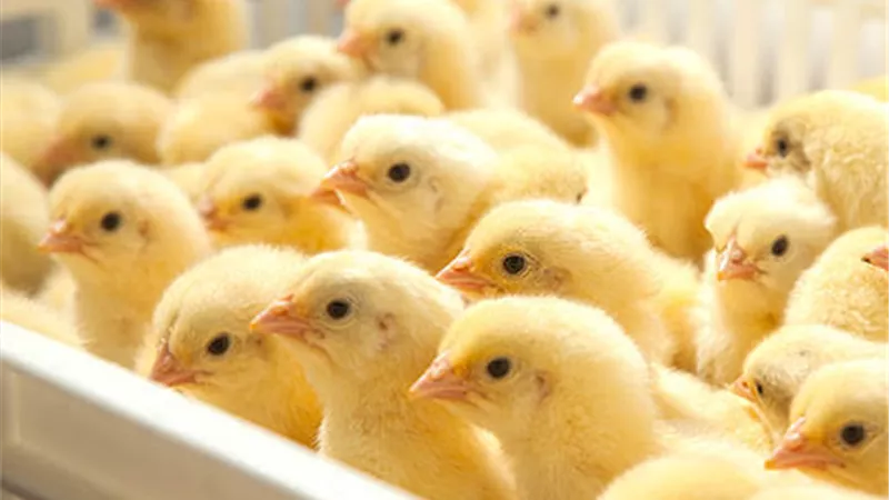 أسعار الكتاكيت اليوم الثلاثاء 19 أكتوبر 2021