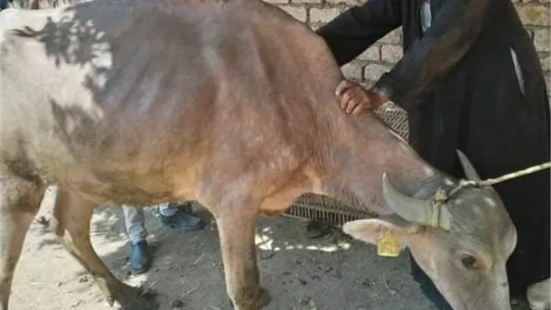 قافلة بيطرية من جامعة الزقازيق.. تعالج 1371 حيوان وطائر بالمجان