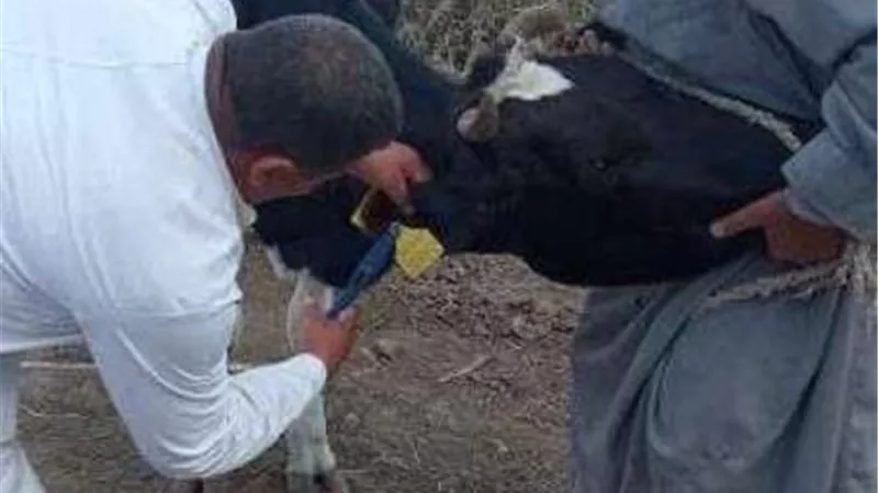 بيطرى الشرقية يُنظم قافلة بيطرية بالمجان بقرية نافع بمركز الحسينية
