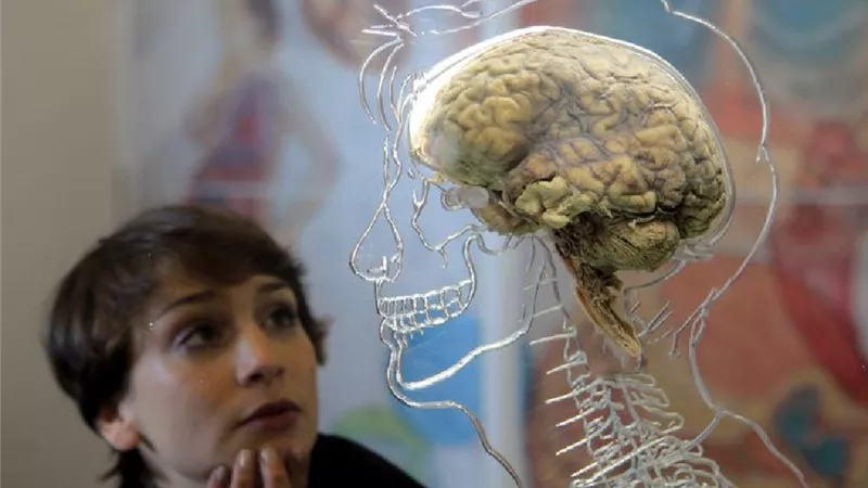 علماء يفسرون سبب تقلص حجم الدماغ عند الإنسان