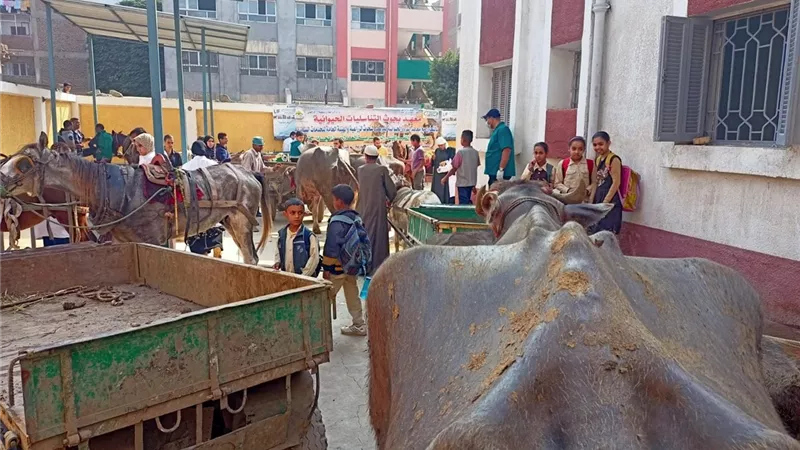 الزراعة: فحص وعلاج ٢٠٥٦ رأس ماشية مجانا لصغار المزارعين بالقليوبيه