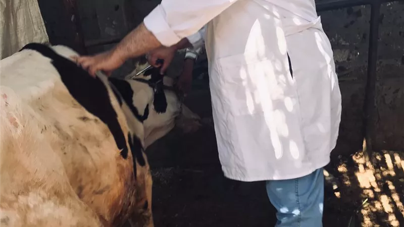 فحص وعلاج ٢٠٥٦ رأس ماشية مجانا لصغار المزارعين ضمن مبادرة حياة كريمة بالقليوبية
