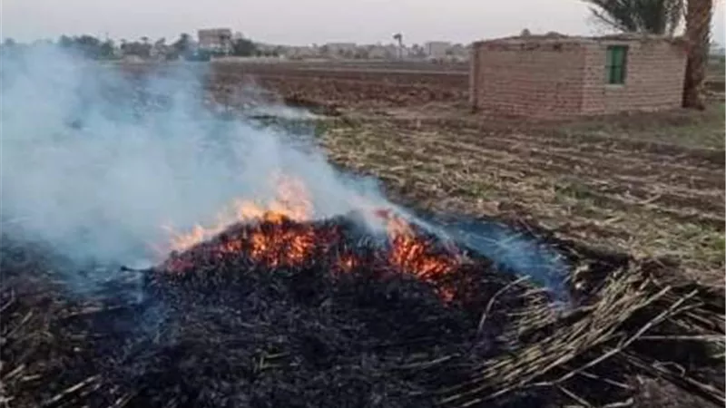 تحرير 153 محضر مخالفة بيئية لحرق المخلفات الزراعية بسوهاج ..صور