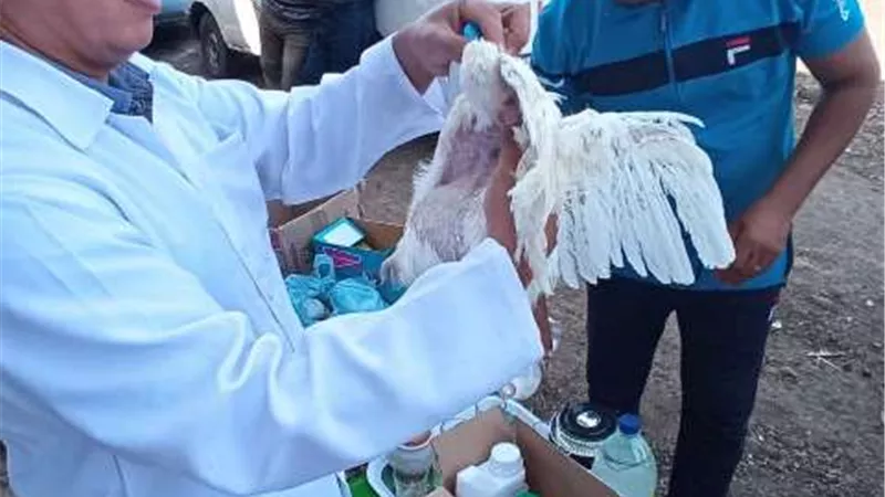 بيطري الشرقية يُنظم قافلة بيطرية بالمجان بقرية المسلمية بمركز الحسينية
