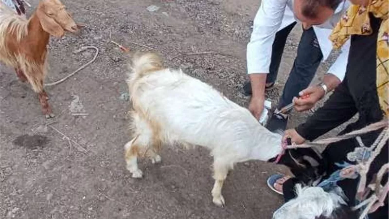 فحص 962 حيوان وطائر فى قافلة بيطرية بالشرقية