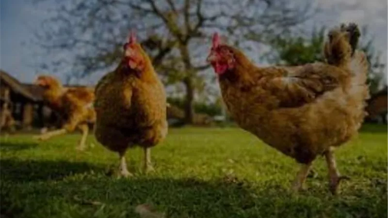 وجدت دجاجة فأخذتها وذبحتها ..فهل على شئ ؟ .. دار الإفتاء تجيب