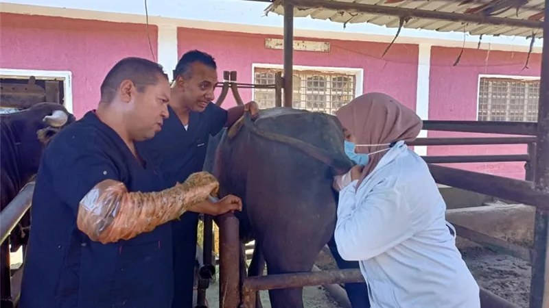 دوره لتدريب الأطباء البيطريين علي تشخيص الحمل فى الماشية