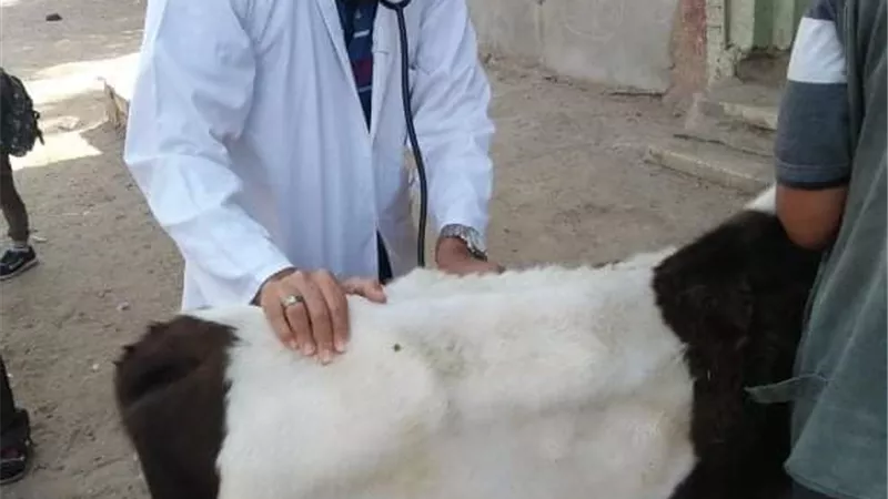 جامعة الزقازيق توجه قافلة بيطرية لعزبة حسن بك مركز بلبيس