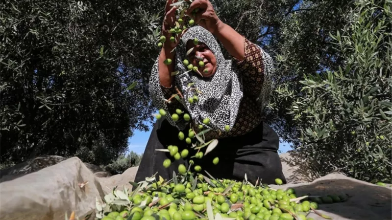 المستوطنون يسرقون الثمار ويحرقون الأشجار ويسممون الأرض