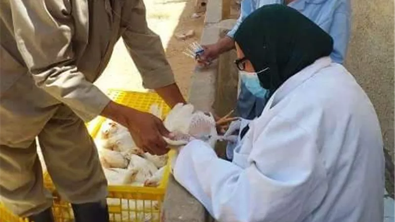 بيطري الشرقية يُحصن 145 ألف طائر ضد مرض أنفلونزا الطيور