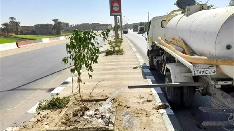 زراعة 264 شجرة بطرق وشوارع مركز سوهاج