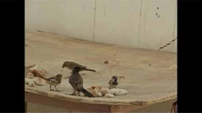 زوجى يعلم اولادى ان اكل العصافير حلال فهل ذلك صحيح ؟....دار الافتاء تجيب