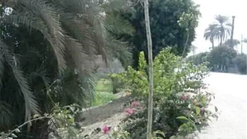 زراعة 500 شجرة بطرق وشوارع مركز طما بسوهاج