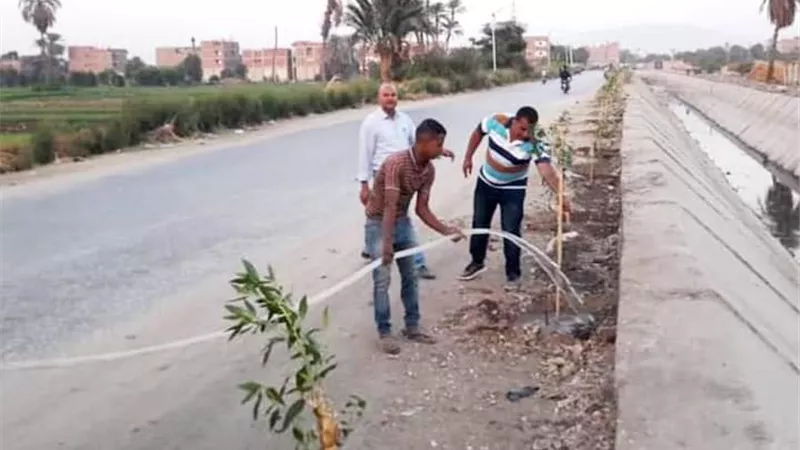 زراعة 10 آلاف و630 شجرة بمدن وقري سوهاج..صور