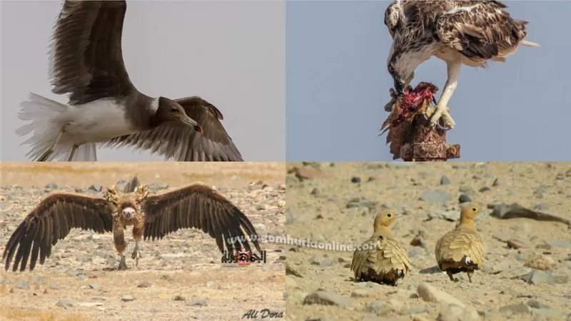 تعرف على الطيور والنسور النادرة بمحمية جبل علية