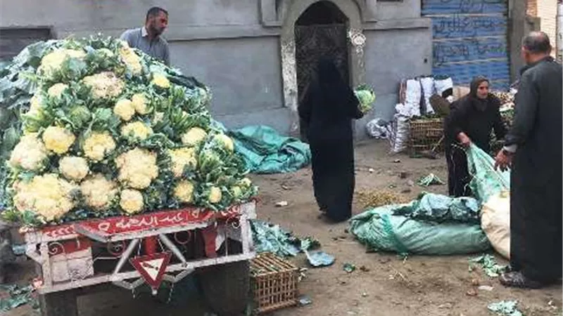 إستمرار الحملات اليومية لمتابعة الإنضباط بالشوارع بمراكز ومدن الشرقية