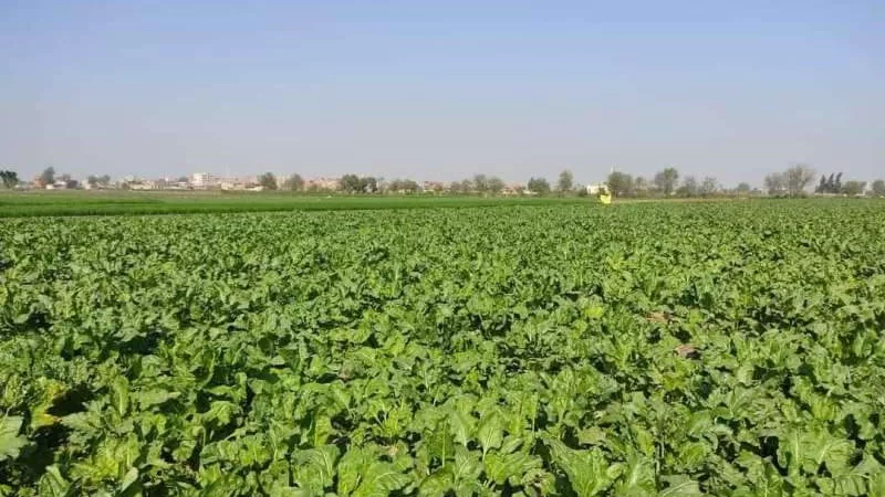 زراعة الشرقية تُنفذ مدرسة حقلية إرشادية عن زراعة محصول بنجر السكر لمزارعي قرية العراقي