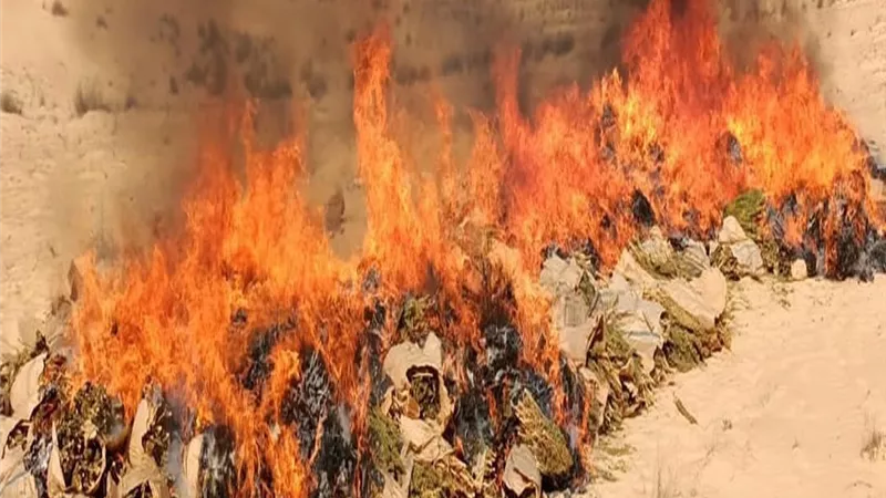 المباحث حرقت طن ونص بانجو بالاسماعيلية