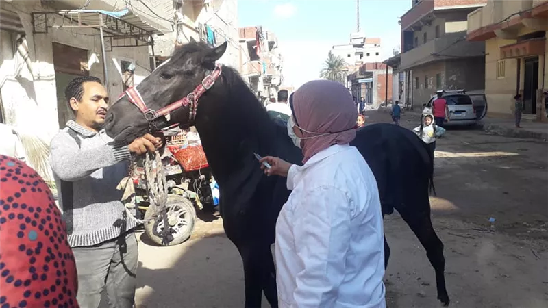 رعاية بيطرية متميزة وأستخراج بطاقات للحيوانات بالقرى فى الإسكندرية