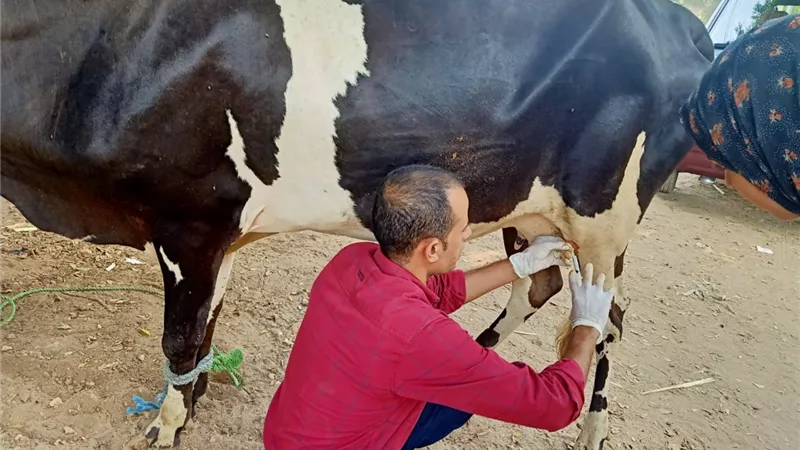 محافظ أسيوط يعلن تنظيم قافلة بيطرية مجانية بقرية دير الجبراوي بمركز أبنوب غداً الثلاثاء
