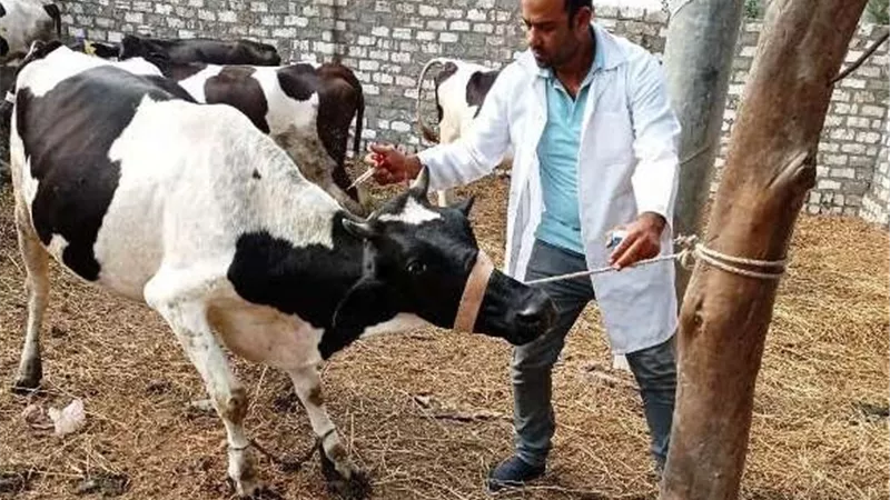 تحصين 58 الف رأس ماشية ضد الحمى القلاعية بالشرقية