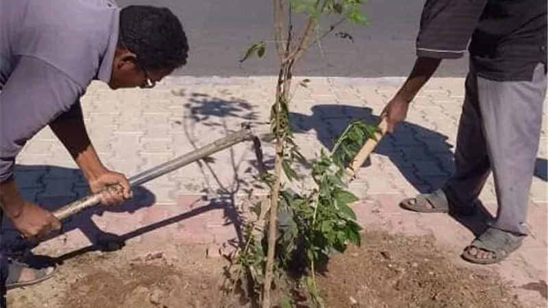 زرع شتلات جديدة بميدان راديسون وشارع جامعة الدول العربية بالقصير