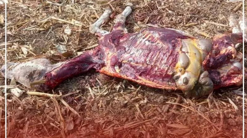 العثور على 13 حمارًا مذبوحًا فى بنى سويف