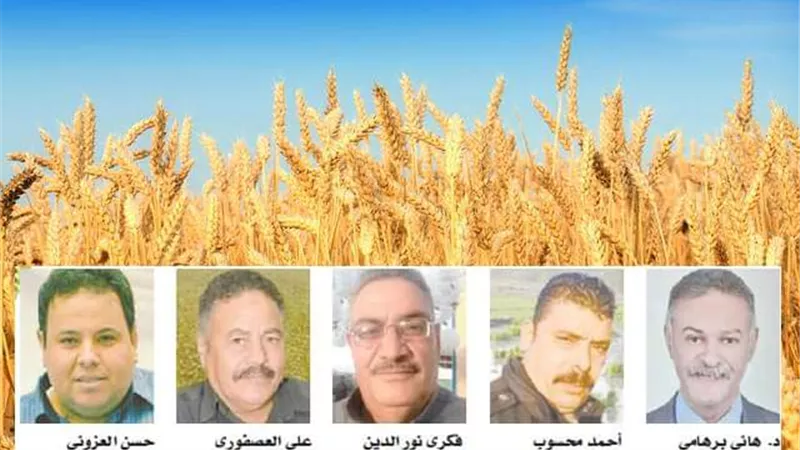 رئيس قسم بحوث القمح سابقا: حققنا اكتفاء ذاتيا 50% من الذهب الاصفر والزيادة السكانية تلتهم أي اضافة