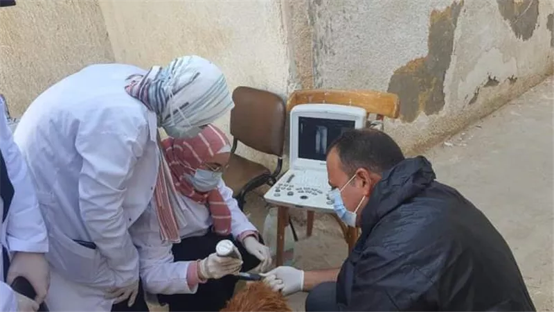 جامعة مطروح تنظم بقافلة بيطرية لقرية القصر بمطروح