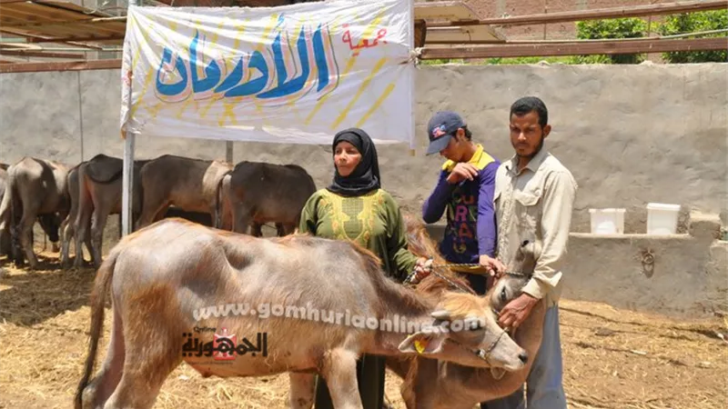 ٣٦١٩ رأس ماشية من الأورمان للأسر الأولى بالرعاية فى قنا