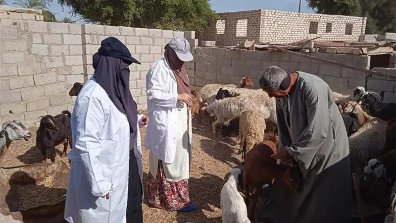 بيطري جنوب سيناء: الاستمرار في حملات الحمي القلاعية وحمي الوادي المتصدع في كافة القري والوديان
