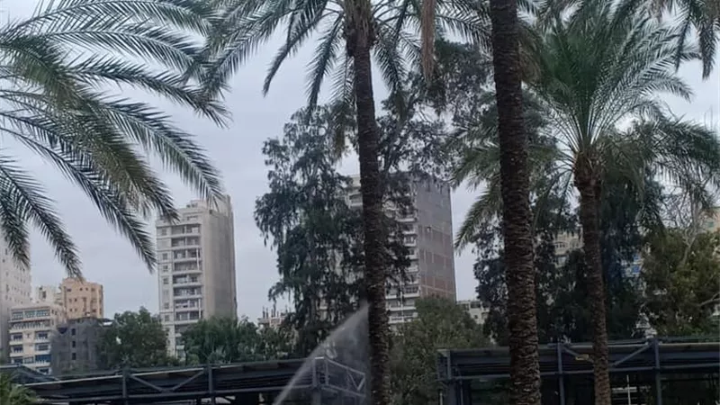 تشكيل لجنة لحماية الحدائق والاشجار من السوسة الحمراء وزيادة الرقعة الخضراء بالاسكندرية