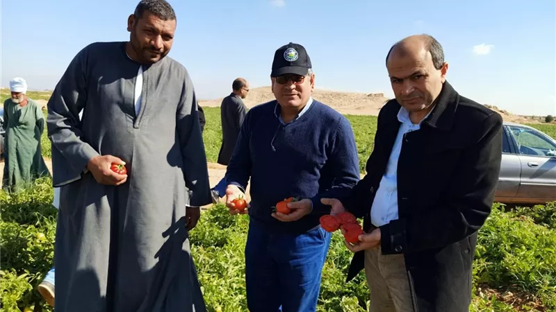 وزير الزراعة يكلف وفد علمي بتفقد الهجن الجديدة لإنتاج تقاوي الخضر في سوهاج