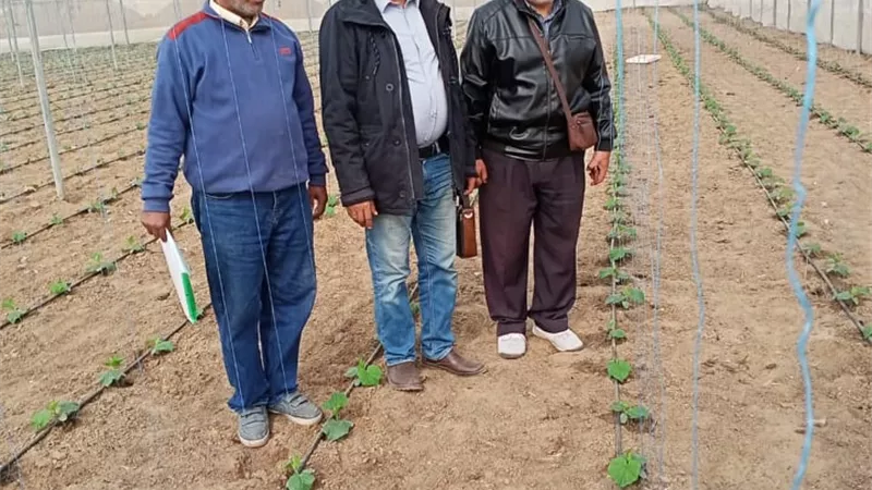 زراعة الإسماعيلية تشدد على شراء شتلات الخضر من مشاتل مرخصة