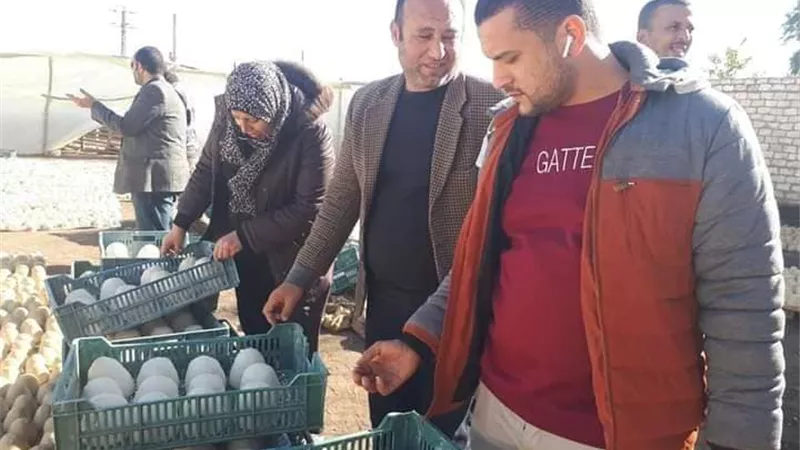 ننشر فيديو وصـــور مصنع بالمنوفية يغش الجبن بمعجون الحوائط