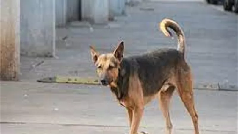 كلب ضال يعقر 7 أشخاص بينهم 4 أطفال في المنصورة